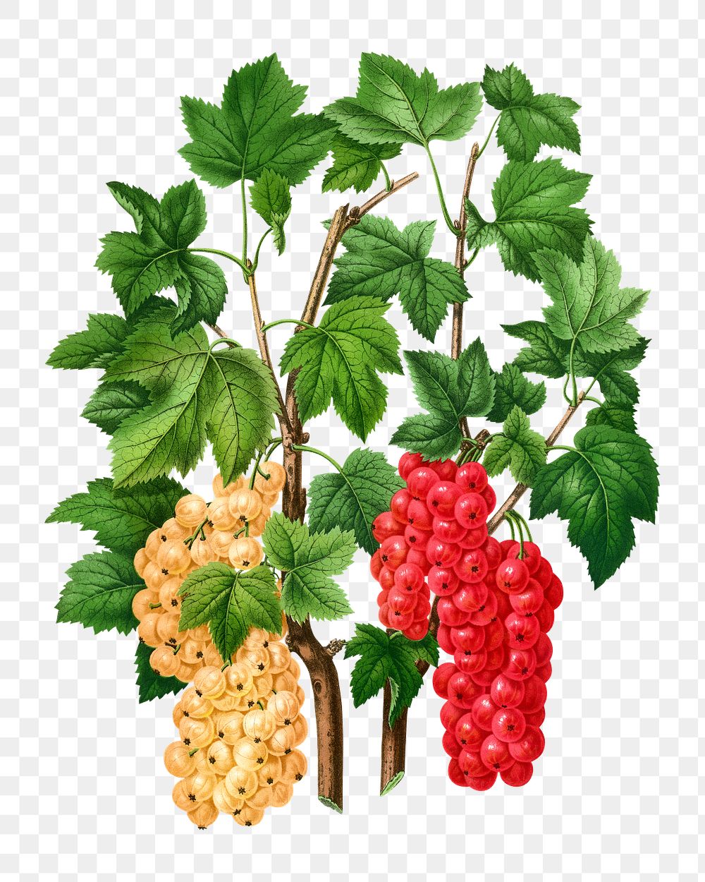 PNG vintage red currant illustration, transparent background. Remixed from our own original 1879 edition of Nederlandsche…