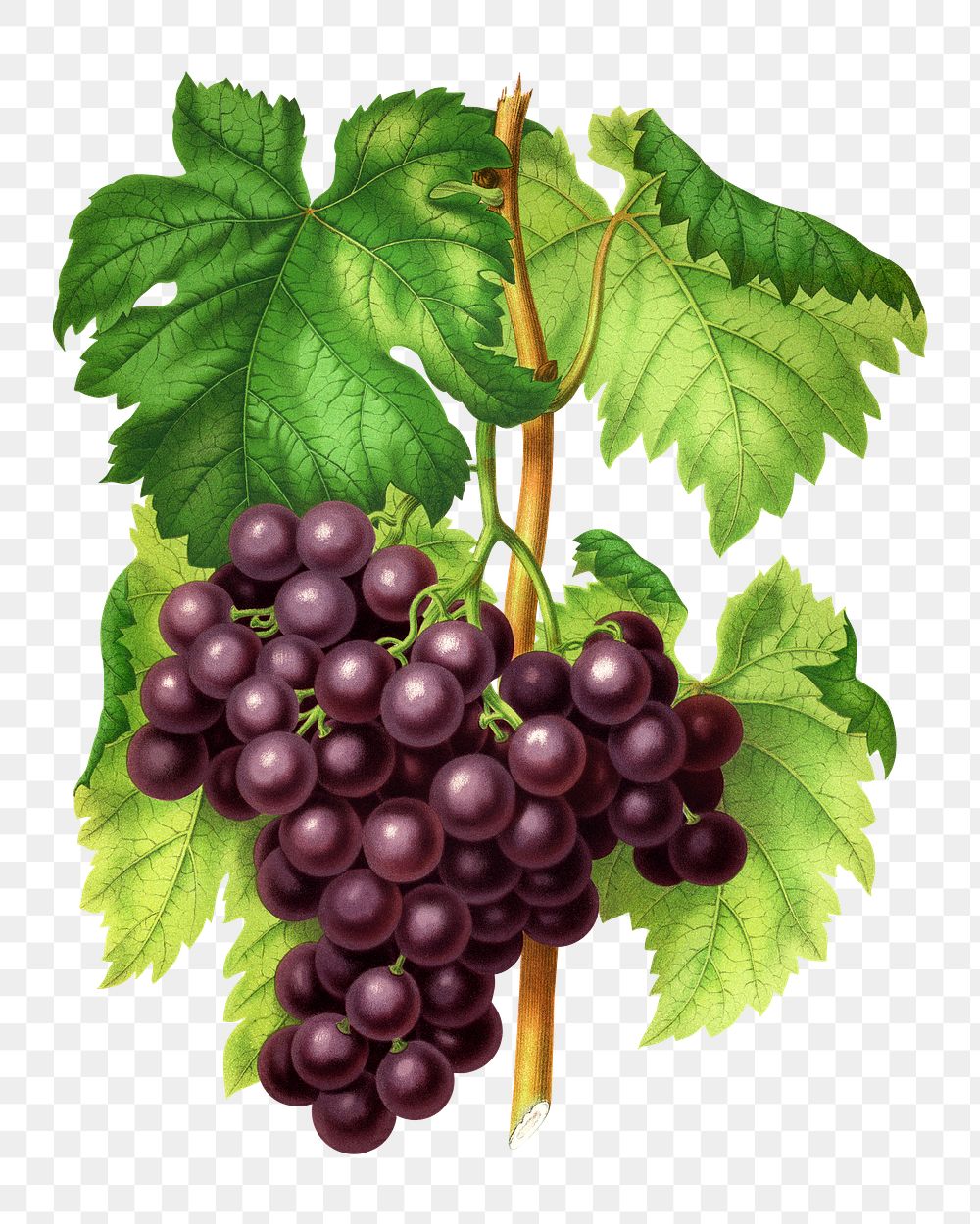 PNG vintage grapes illustration, transparent background. Remixed from our own original 1879 edition of Nederlandsche Flora…