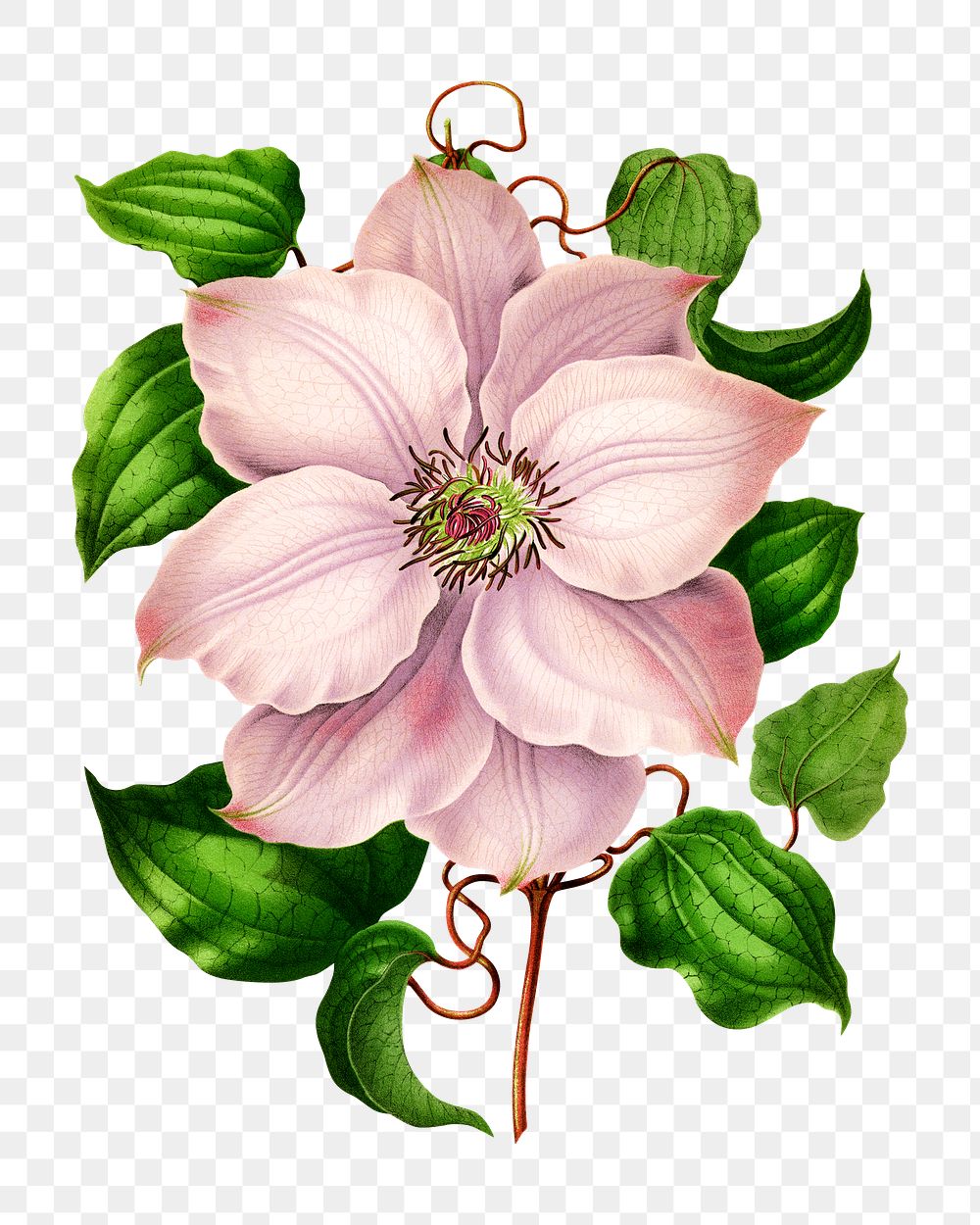 PNG vintage pink clematis flower illustration, transparent background. Remixed from our own original 1879 edition of…
