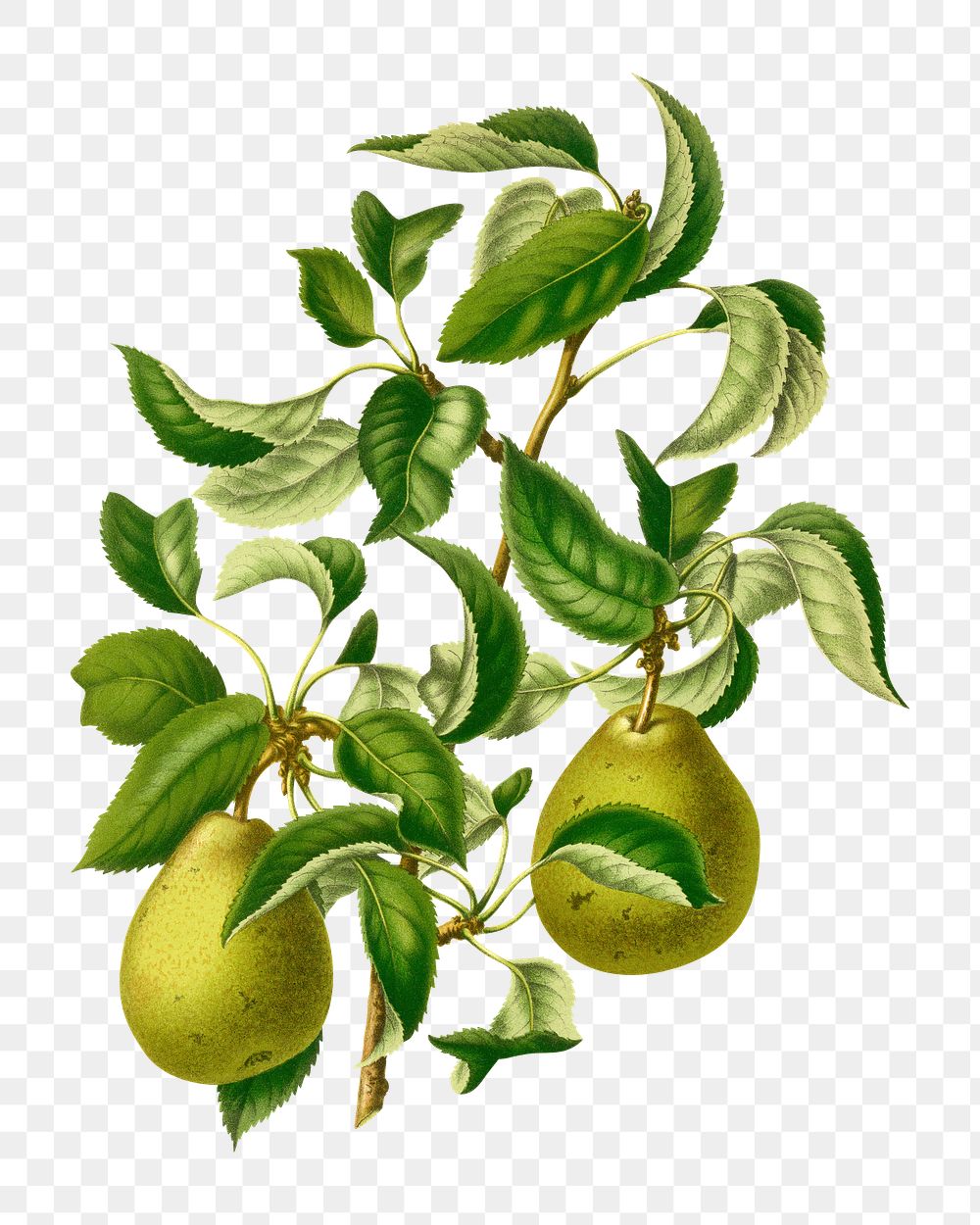 PNG vintage pears illustration, transparent background. Remixed from our own original 1879 edition of Nederlandsche Flora en…