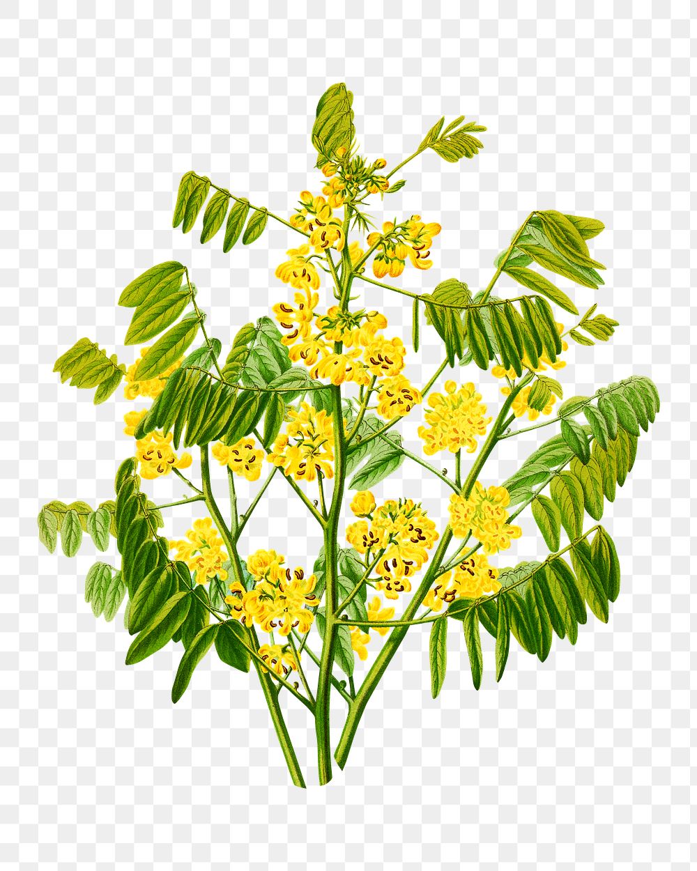 PNG vintage yellow flower, Maryland wild senna illustration, transparent background. Remixed from our own original 1879…