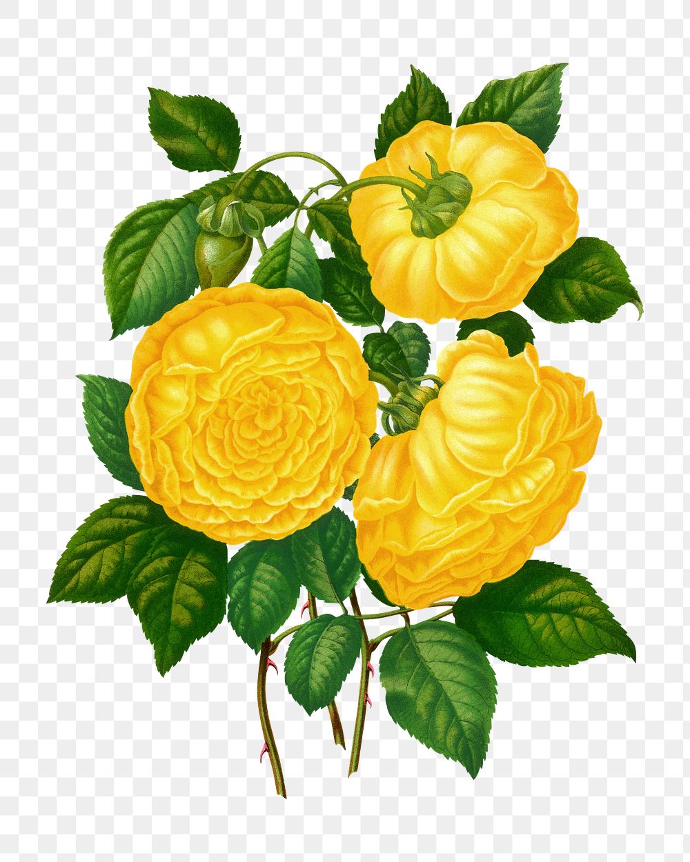 PNG vintage yellow roses illustration, transparent background. Remixed from our own original 1879 edition of Nederlandsche…