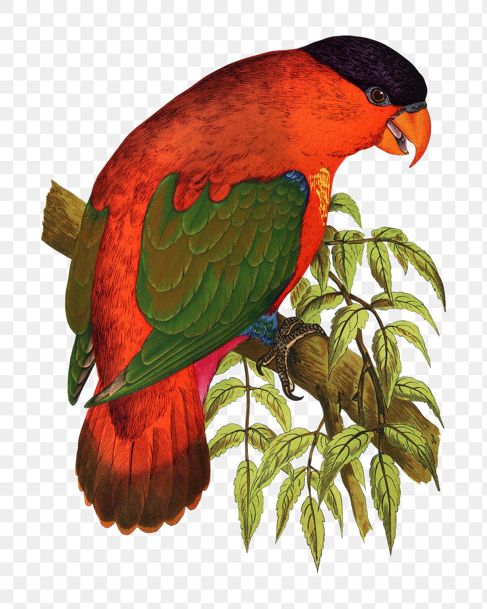 Vintage bird png purple-capped lory, transparent background. Remixed by rawpixel.