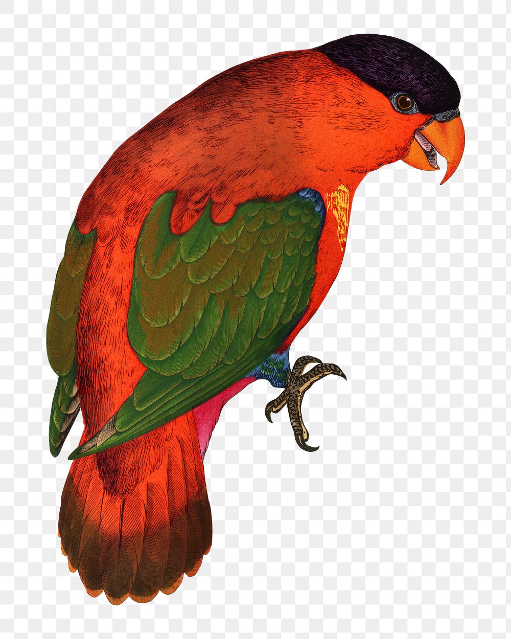 Vintage bird png purple-capped lory, transparent background. Remixed by rawpixel.