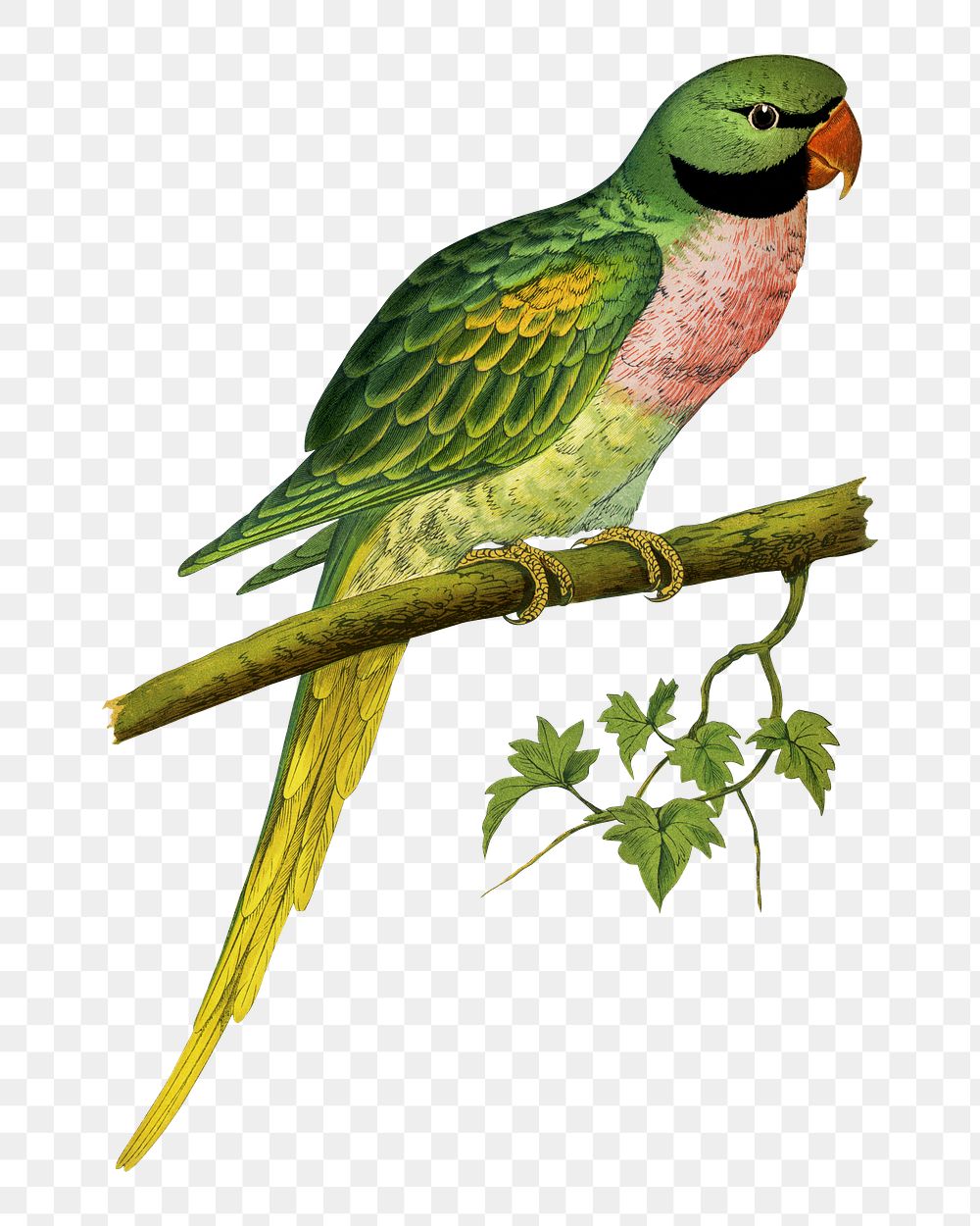 Vintage bird png javan parakeet, transparent background. Remixed by rawpixel.