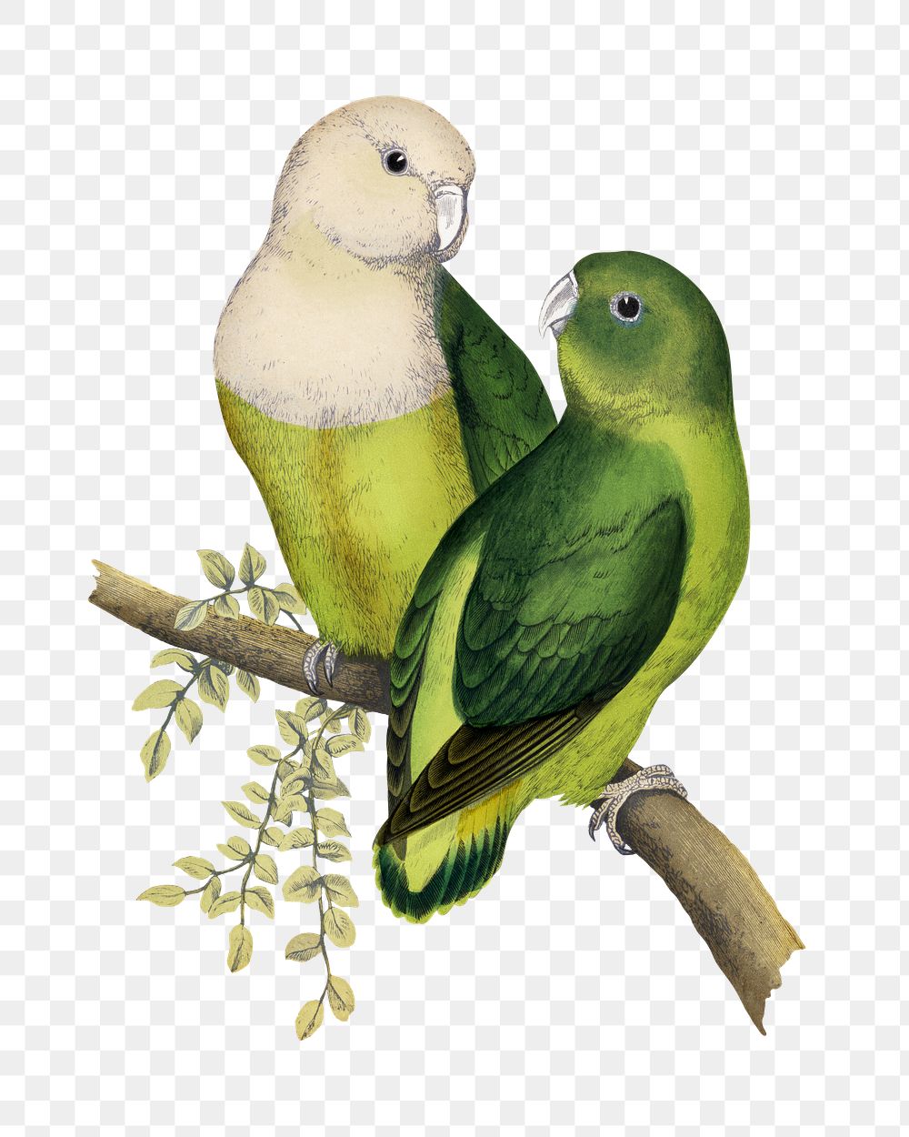 Vintage bird png Madagascar love-bird, transparent background. Remixed by rawpixel.