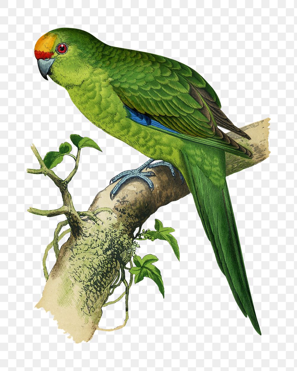 Vintage bird png golden-crowned parakeet, transparent background. Remixed by rawpixel.