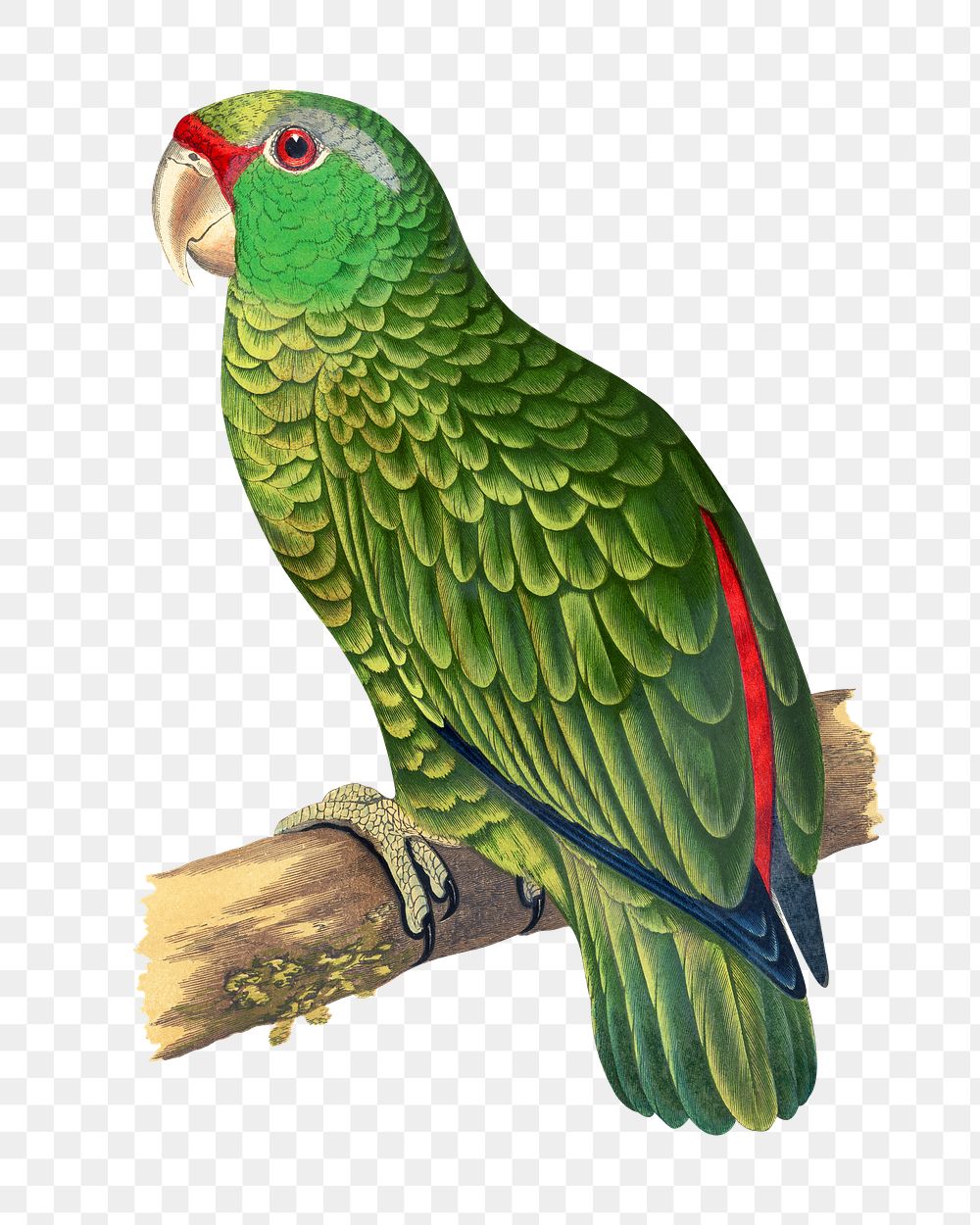 Vintage bird png festive Amazon parrot, transparent background. Remixed by rawpixel.