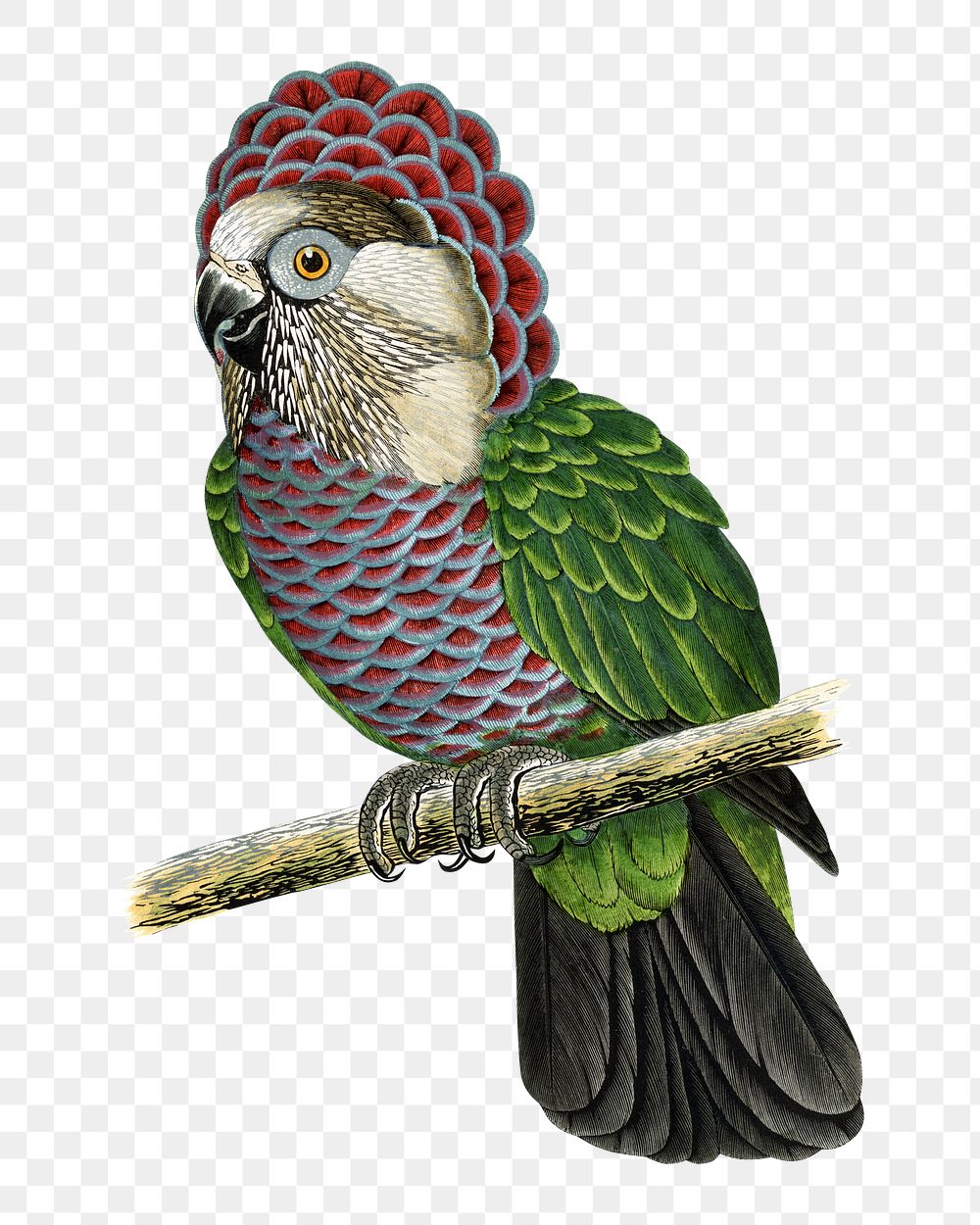 Vintage bird png hawk-headed parrot, transparent background. Remixed by rawpixel.