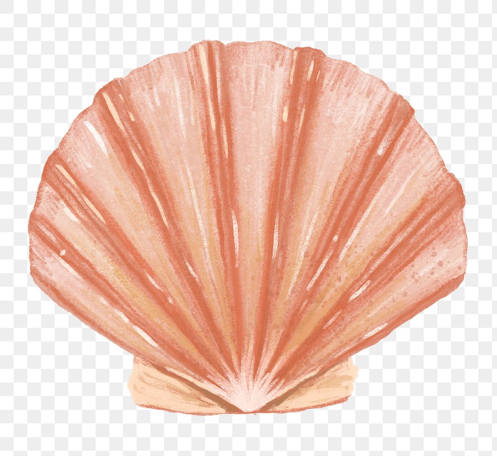 PNG Clam shellfish, seafood illustration, transparent background