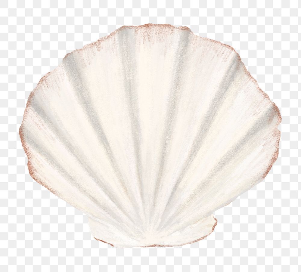 PNG Clam shellfish, seafood illustration, transparent background