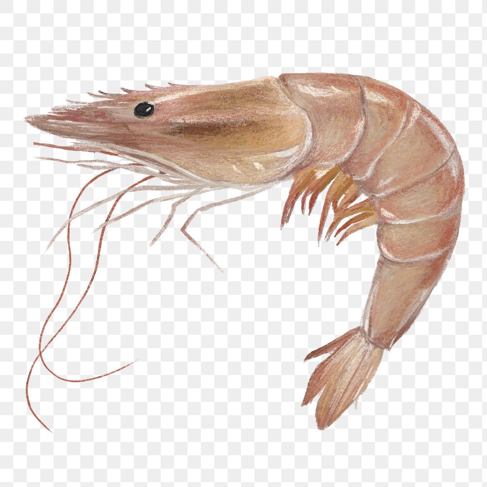 PNG Fresh shrimp, seafood illustration, transparent background