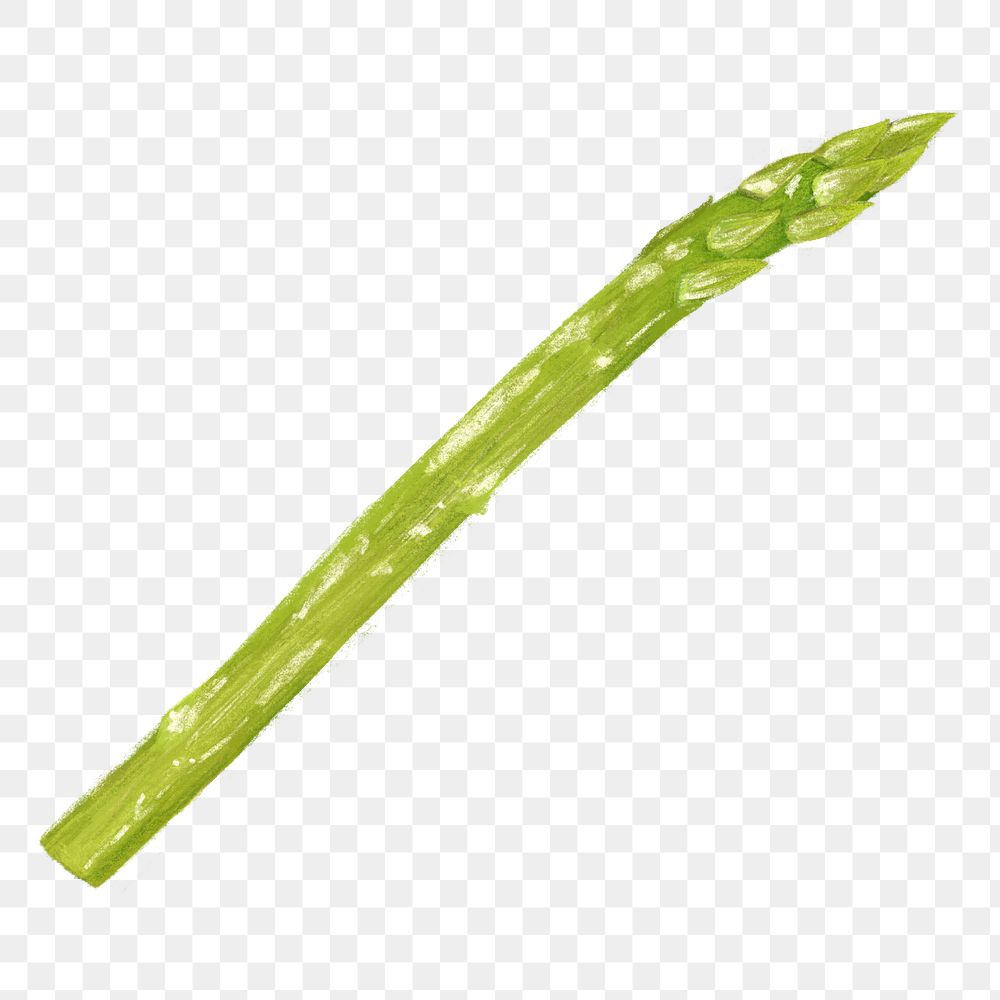 PNG Asparagus, vegetable illustration, transparent background