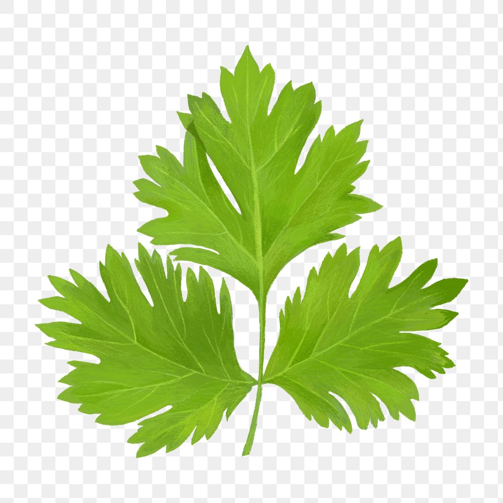 PNG Coriander leaf, vegetable illustration, transparent background