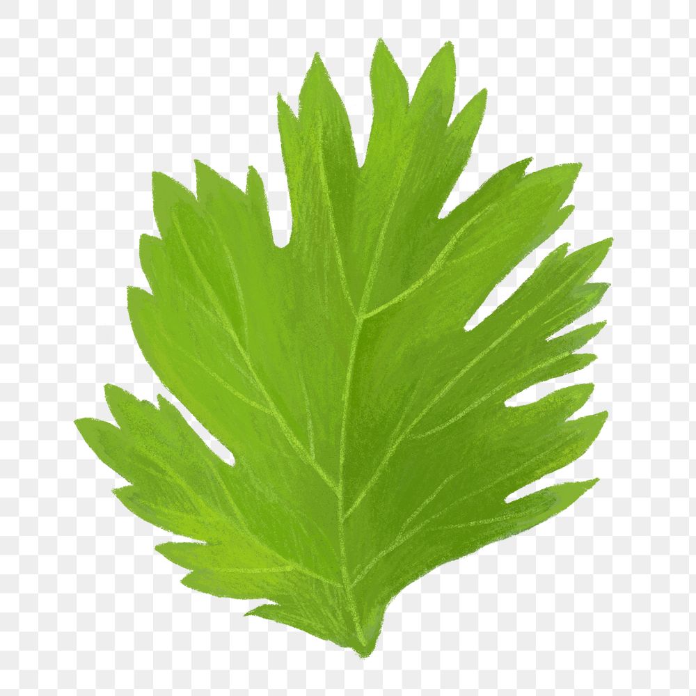 PNG Coriander leaf, vegetable illustration, transparent background