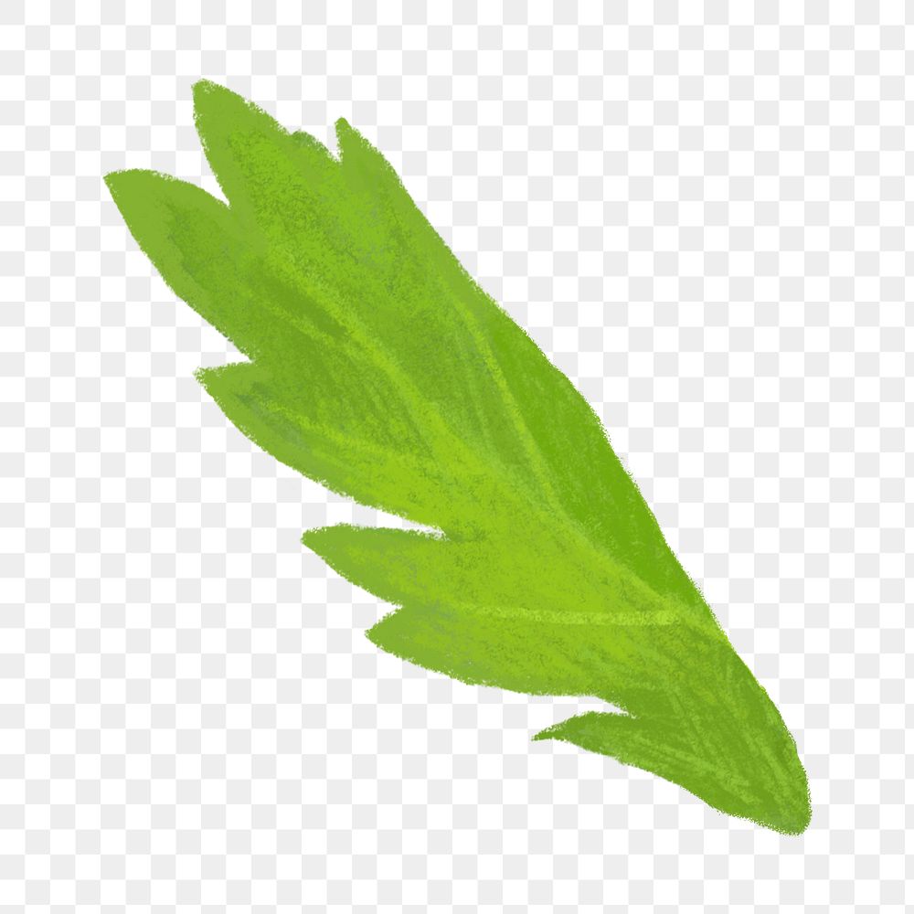 PNG Coriander leaf, vegetable illustration, transparent background