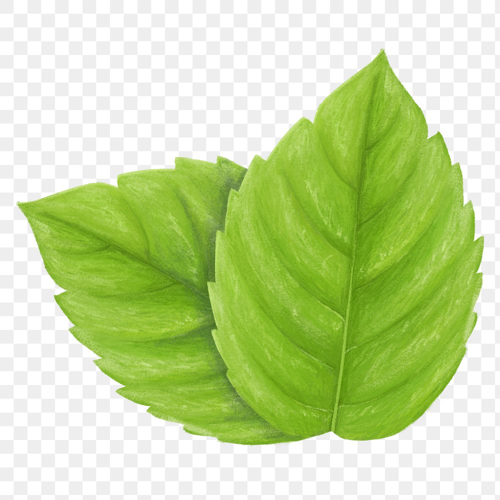 PNG Basil leaf, vegetable illustration, transparent background