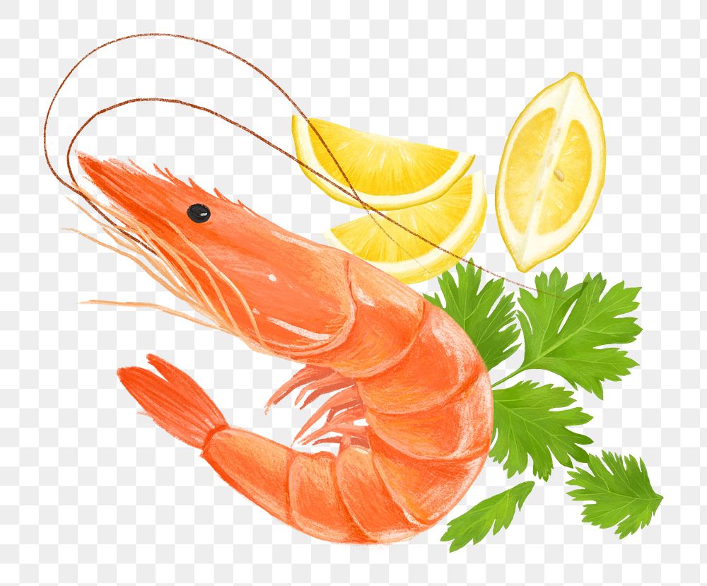 PNG Boiled shrimp, seafood & vegetable illustration, transparent background