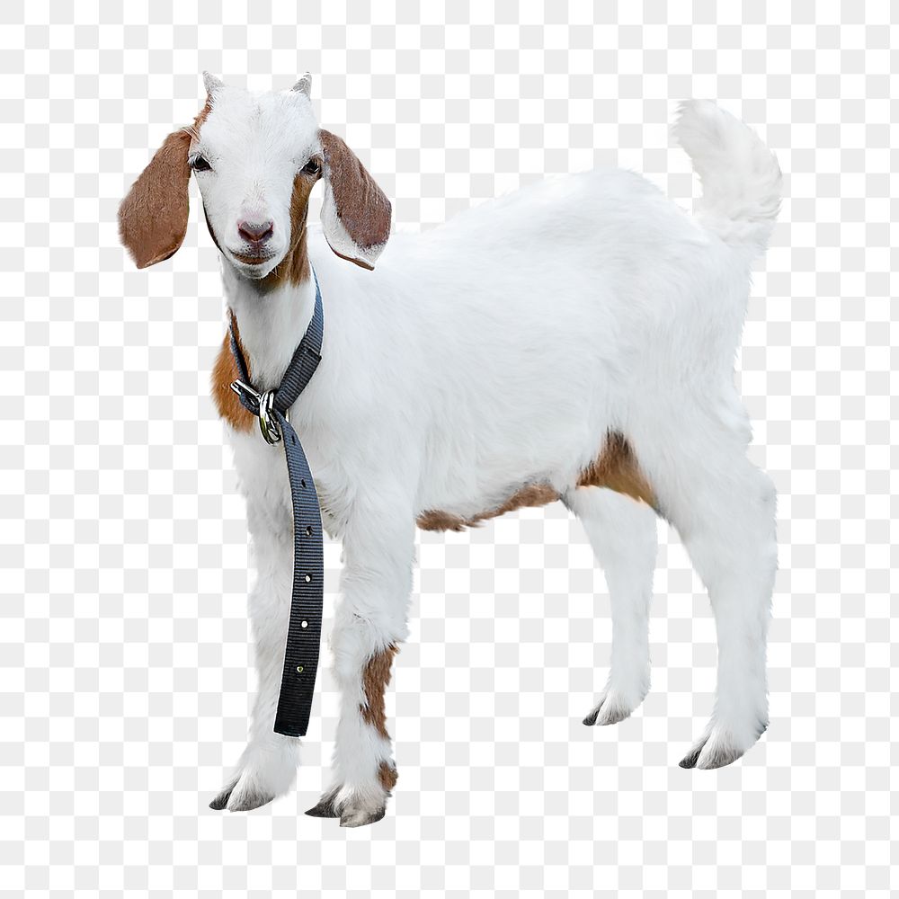 Png young white and brown goat, transparent background
