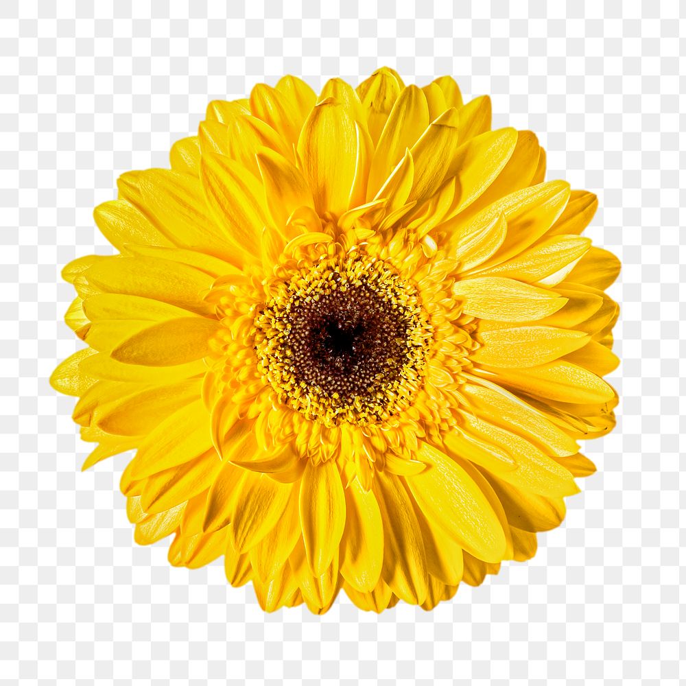 Png bright yellow daisy flower, transparent background