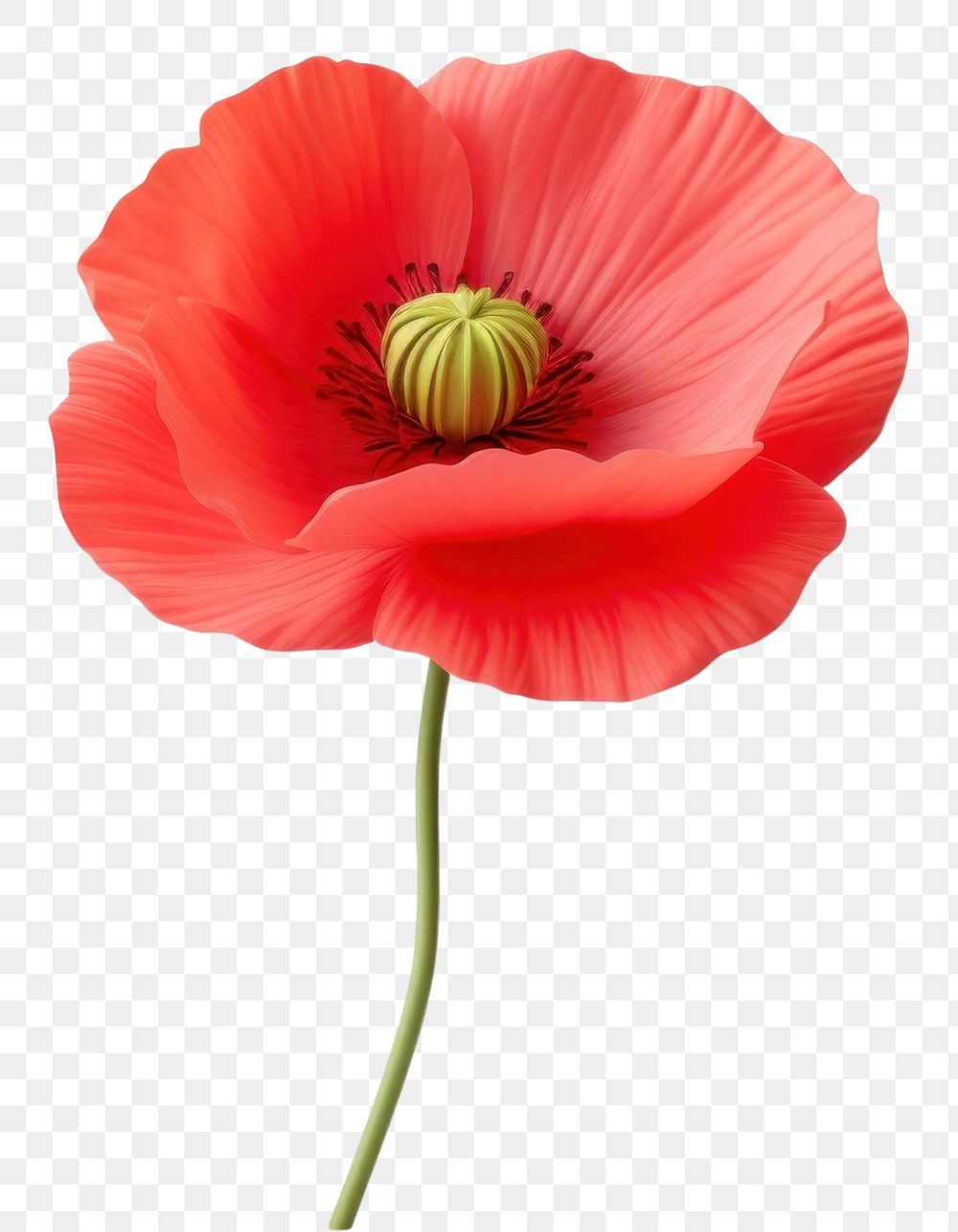 PNG Flower poppy plant white background. AI generated Image by rawpixel.