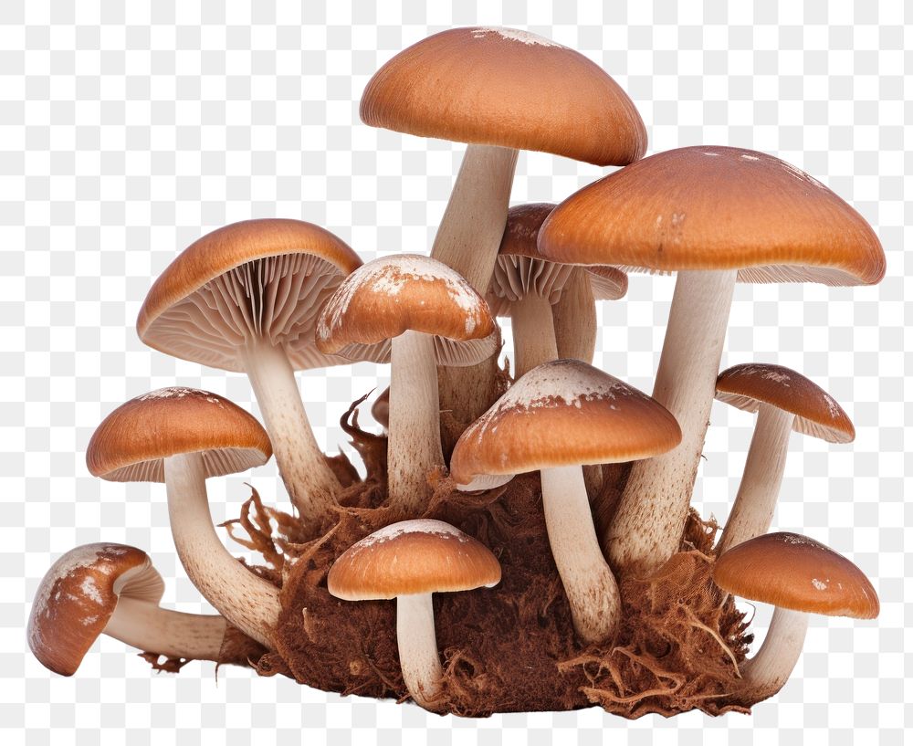 PNG Mushroom fungus plant white background. 