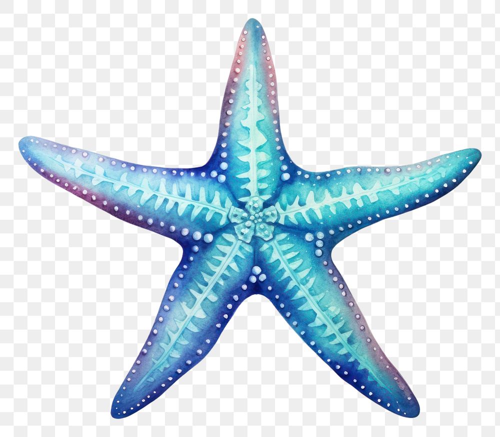 PNG Starfish  invertebrate echinoderm. 