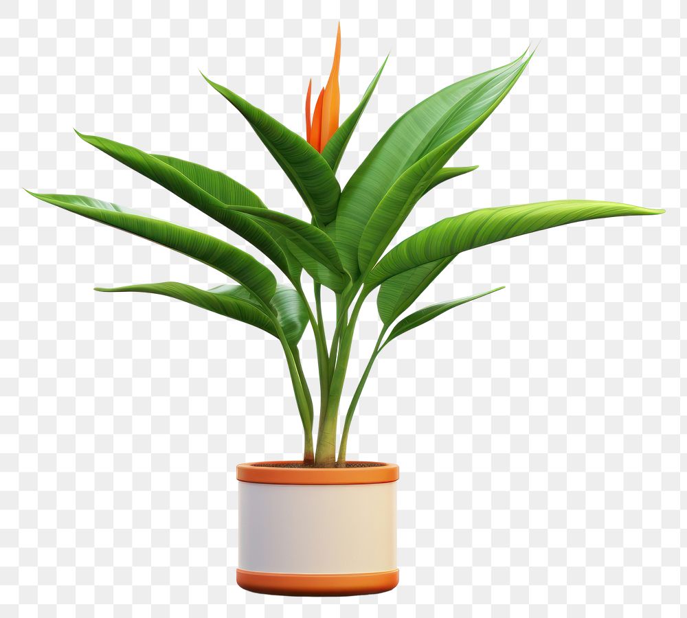 PNG Plant flower leaf  