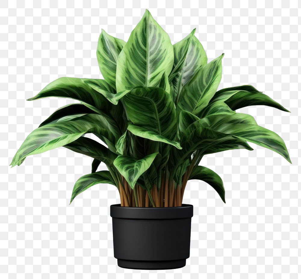PNG Plant green leaf houseplant. AI generated Image by rawpixel.