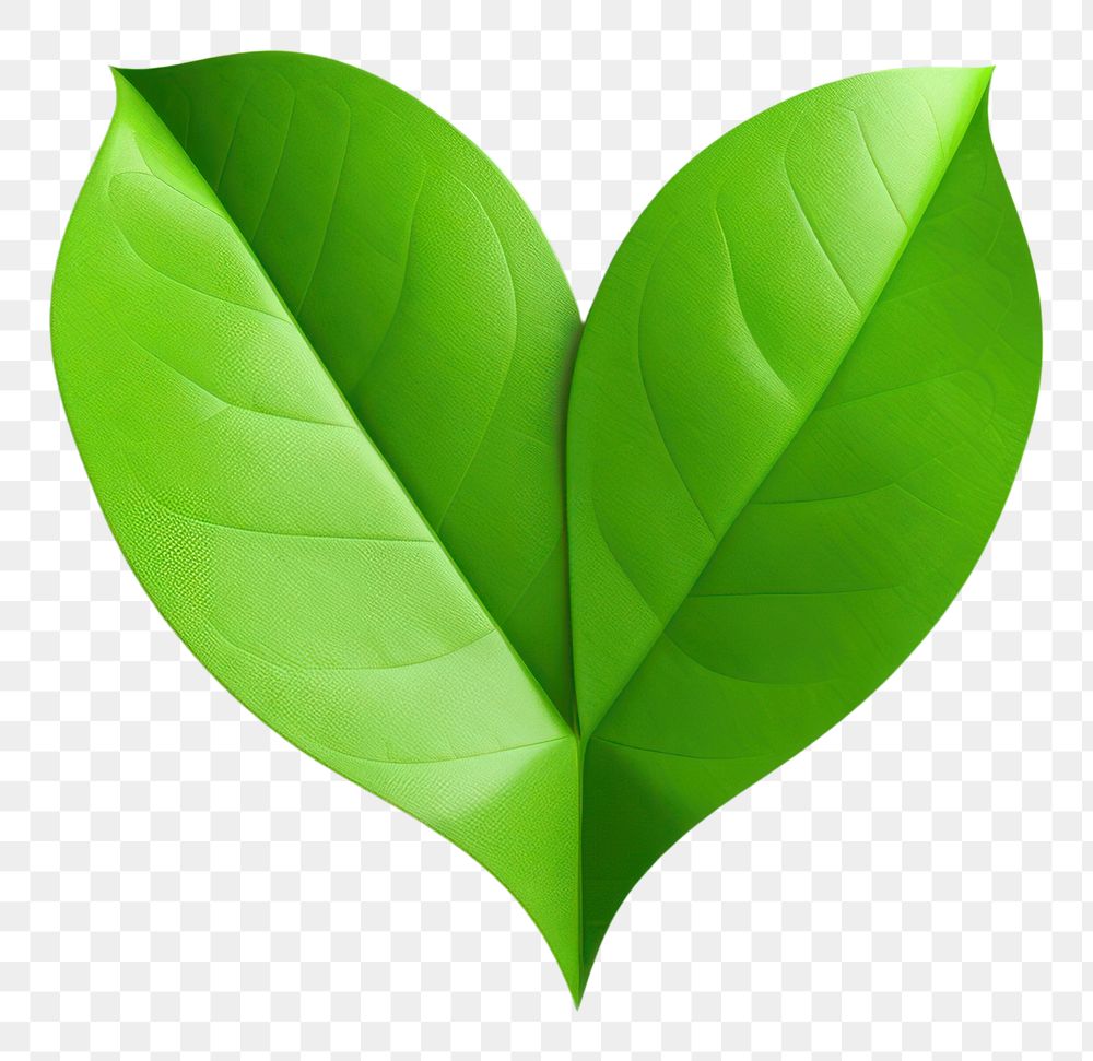 PNG  Leaf green plant heart. AI generated Image by rawpixel.