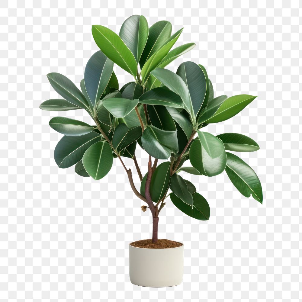 PNG Plant tree leaf white background. AI generated Image by rawpixel.