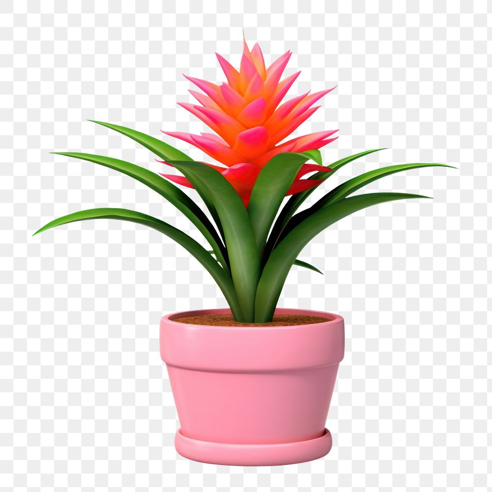 PNG Flower pineapple plant leaf. 