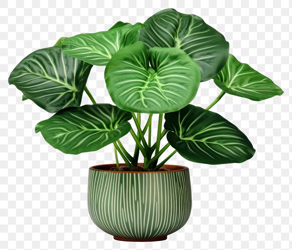 PNG Plant leaf vase xanthosoma. AI generated Image by rawpixel.