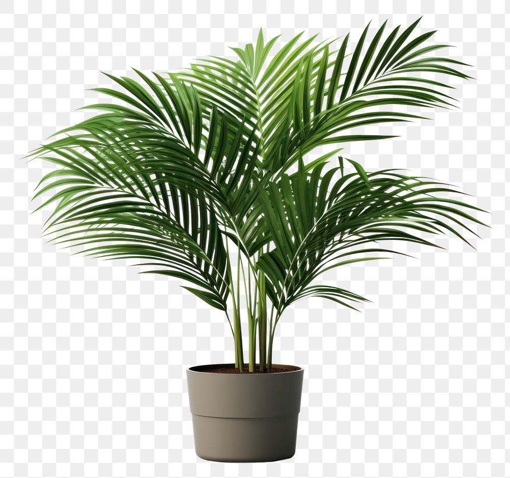 PNG Plant tree houseplant leaf. 