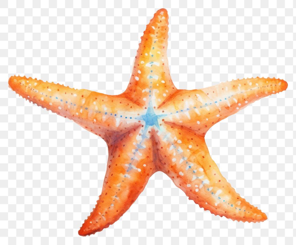 PNG Fish starfish animal invertebrate. 