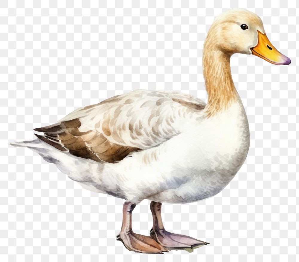 PNG Duck animal goose bird. AI generated Image by rawpixel.