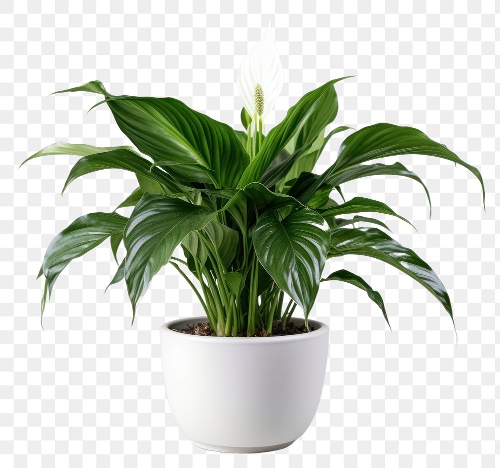 PNG Plant houseplant flower white. AI generated Image by rawpixel.