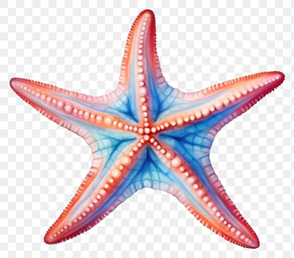 PNG  Starfish white background invertebrate echinoderm. AI generated Image by rawpixel.
