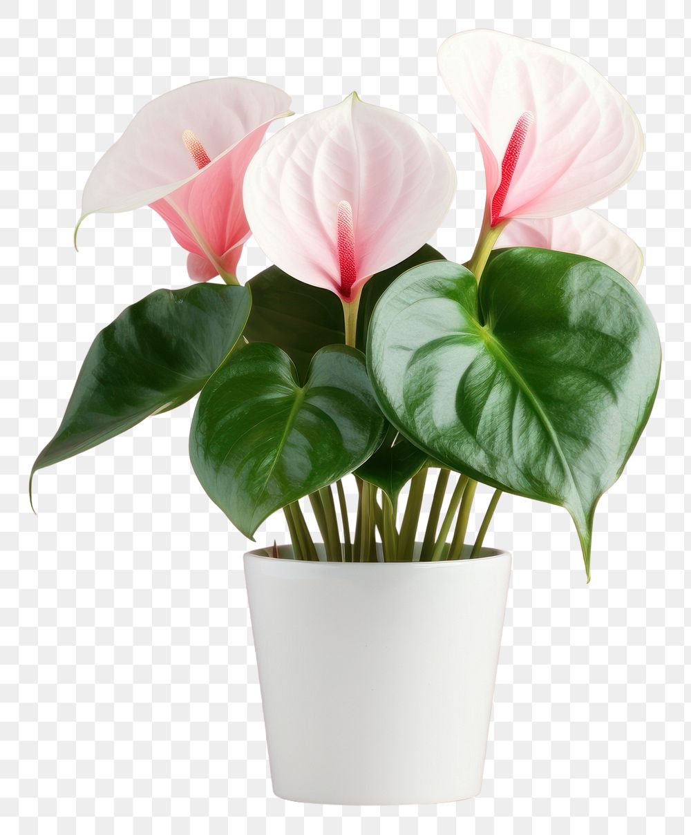 PNG Flower plant flowerpot anthurium. 