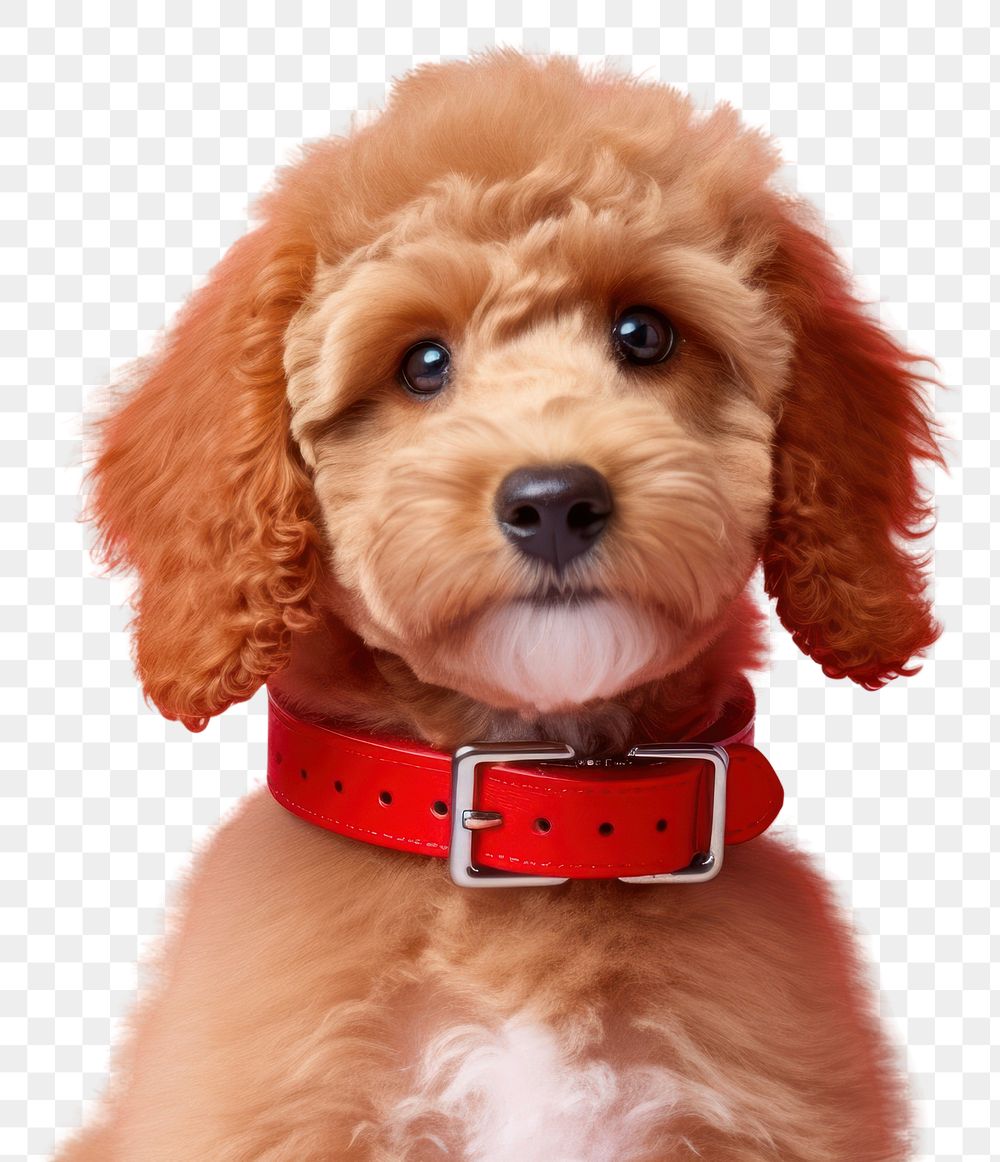 PNG  Puppy dog animal mammal. AI generated Image by rawpixel.