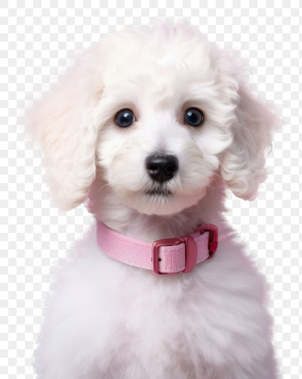 PNG  Poodle puppy dog animal. AI generated Image by rawpixel.