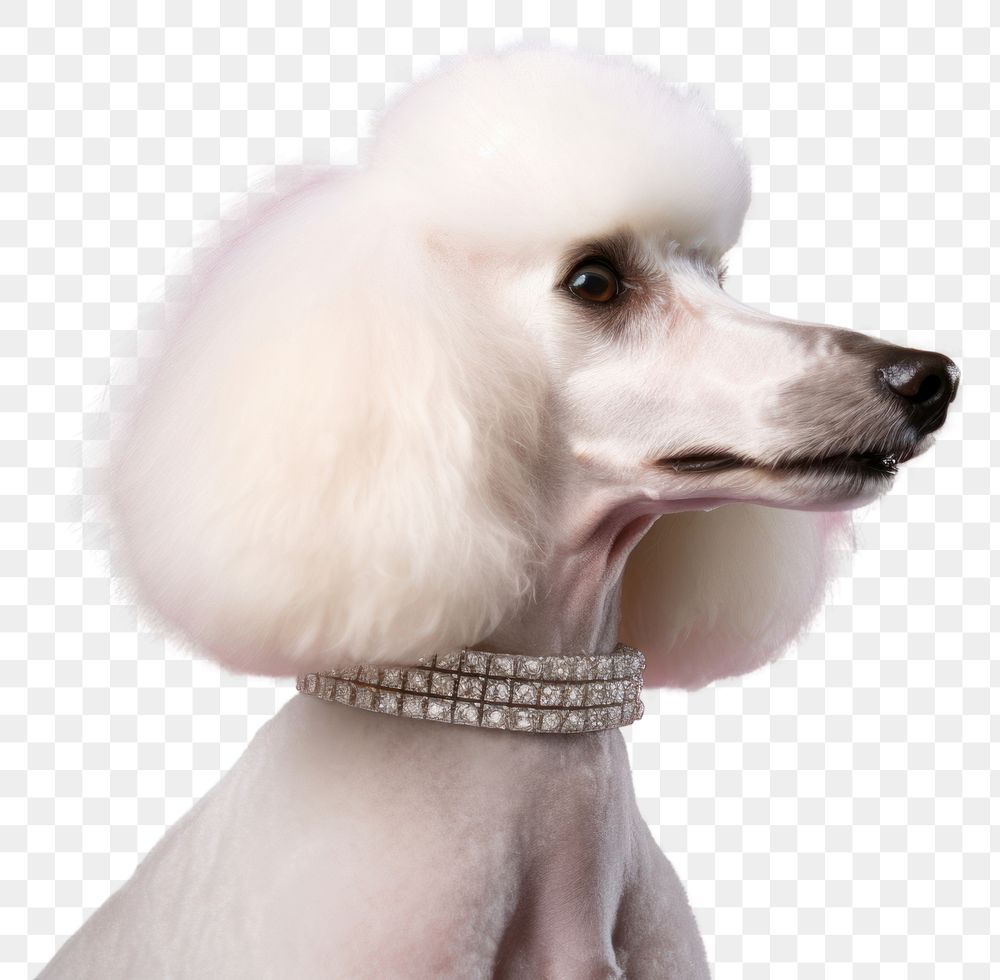 PNG  Poodle dog jewelry diamond. AI generated Image by rawpixel.