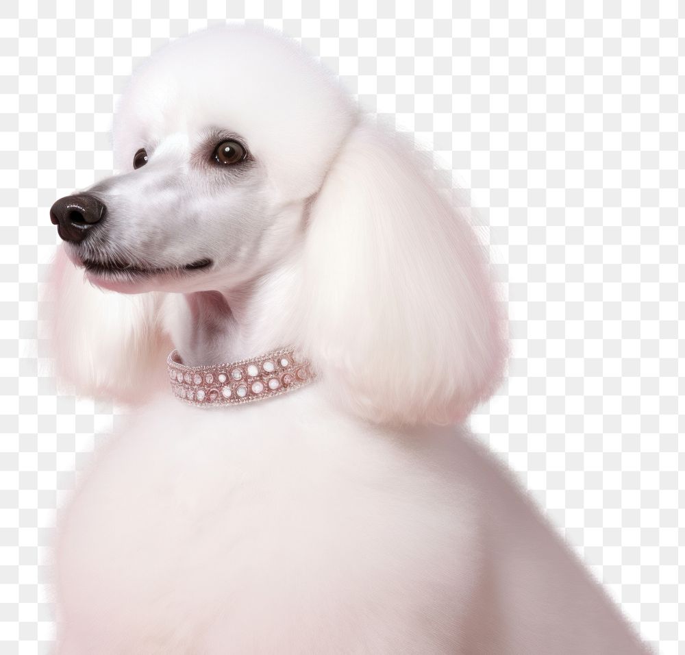 PNG  Poodle dog animal mammal. AI generated Image by rawpixel.