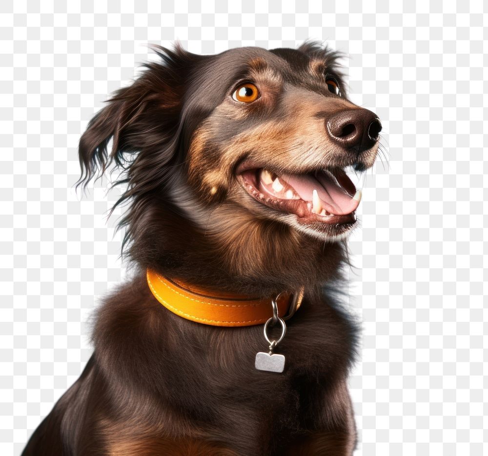 PNG  Pet dachshund animal mammal. AI generated Image by rawpixel.