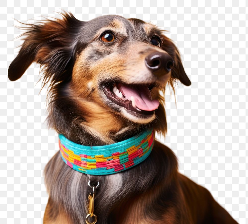 PNG  Collar pet dachshund mammal. AI generated Image by rawpixel.