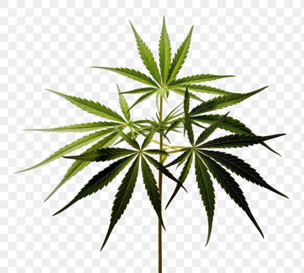 PNG Cannabis plant leaf freshness. 