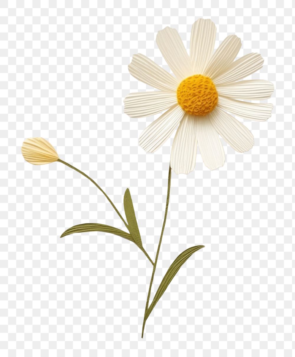 PNG Flower daisy petal plant. 