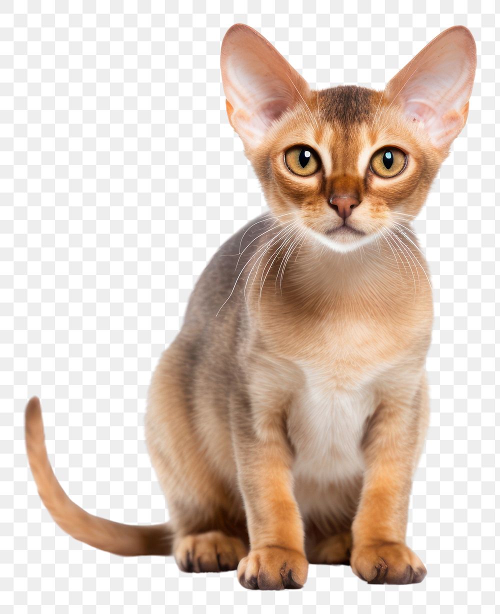 PNG Animal mammal pet abyssinian. 