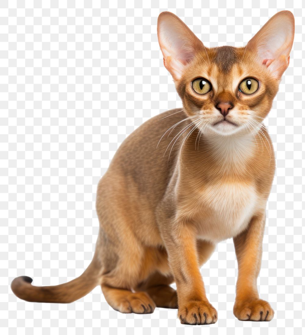 PNG Animal mammal pet abyssinian. 