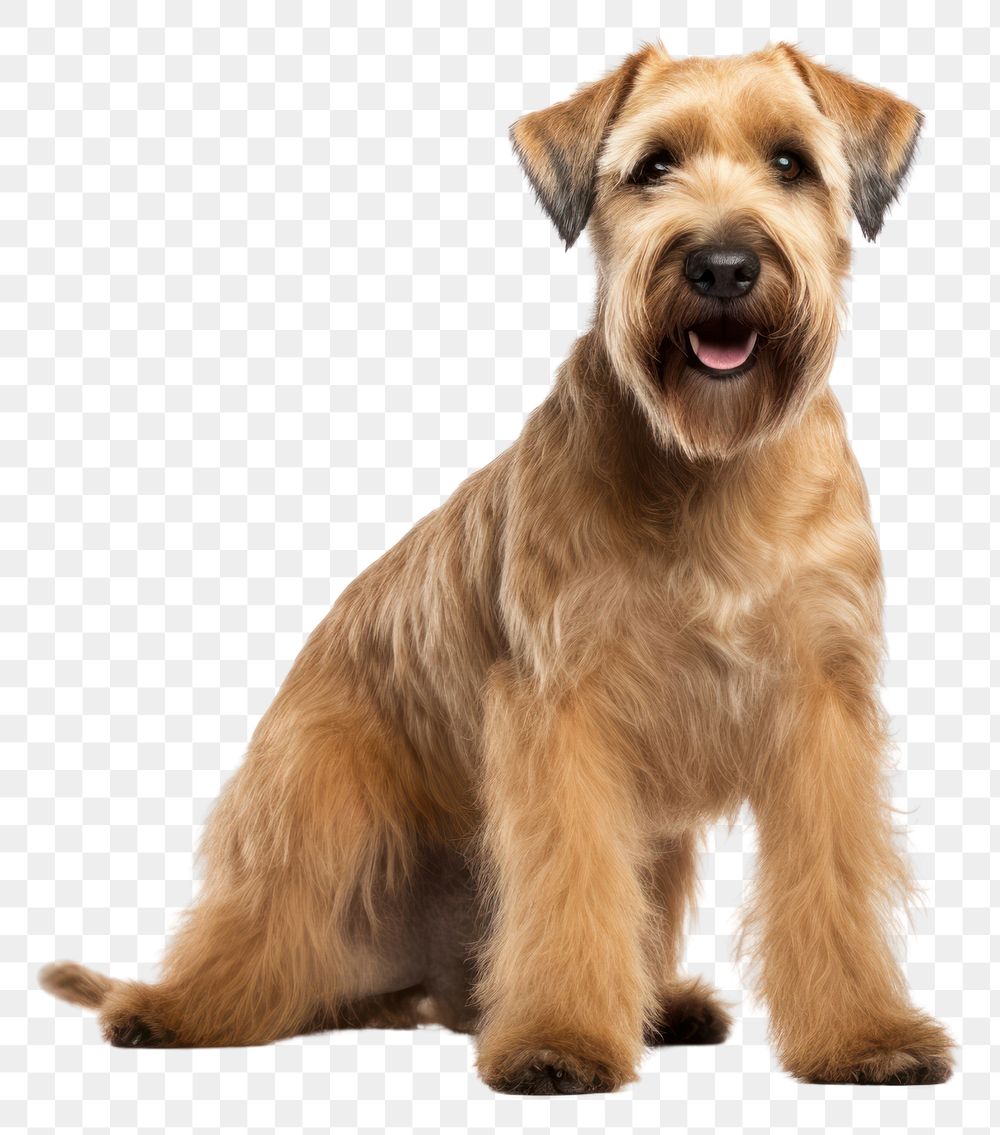 PNG Terrier mammal animal dog. AI generated Image by rawpixel.